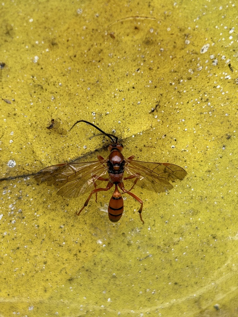Spilichneumon superbus