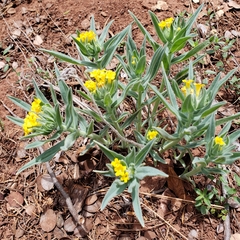 Lithospermum californicum