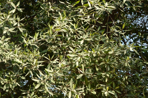 Mangle negro (Avicennia germinans)