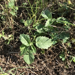 Rhynchosida physocalyx