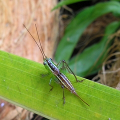 Conocephalus signatus