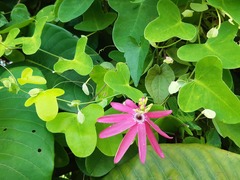 Passiflora reflexiflora