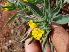 Lithospermum californicum
