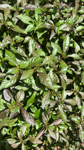 Alternanthera bettzickiana observed 2026-07-07