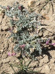 Astragalus utahensis
