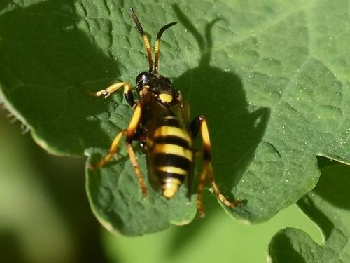 Ichneumon xanthorius, Groesbeek, Nederland, photo 6 of 10