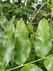 Serpocaulon adnatum