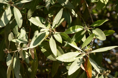 Mangle negro (Avicennia germinans)