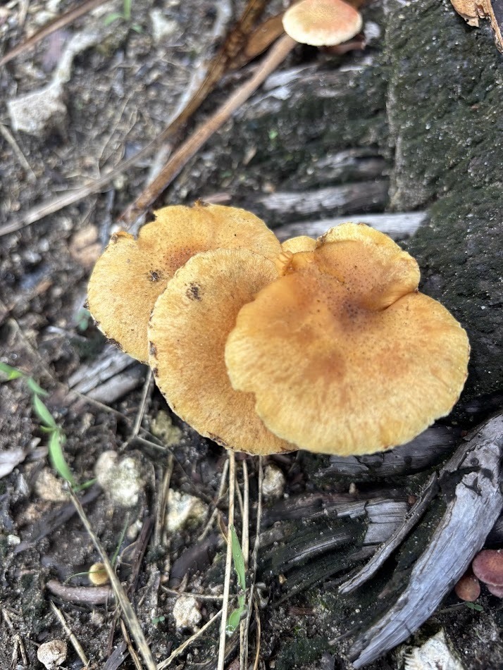 Gymnopilus palmicola · July 2026 · photo: Photo: (c) Josiah Londerée, some rights reserved (CC BY) · iNaturalist