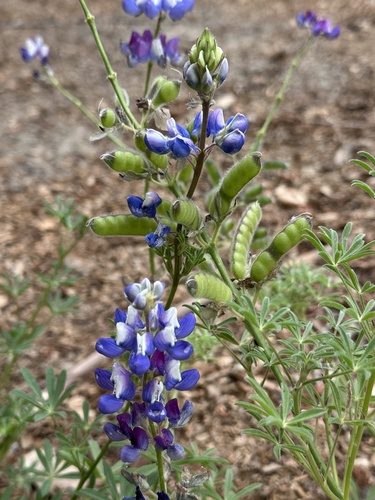 Lupinus nanus observed 2026-07-07