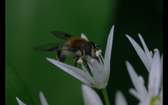 Leucozona lucorum