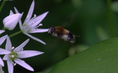 Leucozona lucorum