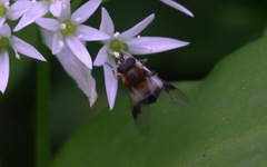Leucozona lucorum