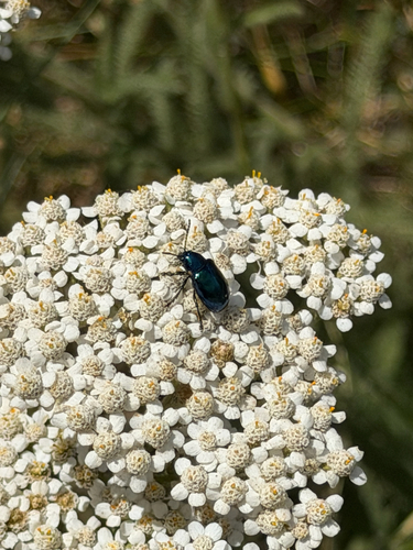 iNaturalist observation photo of Cobalt Milkweed Beetle