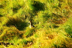 Gallinago magellanica