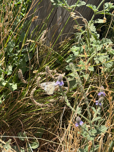 iNaturalist observation photo of Checkered White