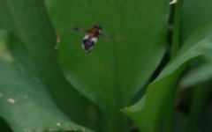 Leucozona lucorum