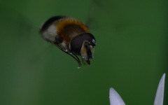 Leucozona lucorum