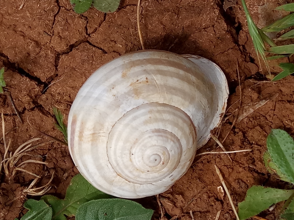 Eobania constantina