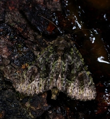 Phosphila miselioides