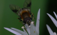 Leucozona lucorum