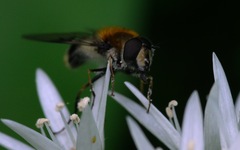 Leucozona lucorum
