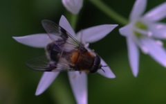 Leucozona lucorum