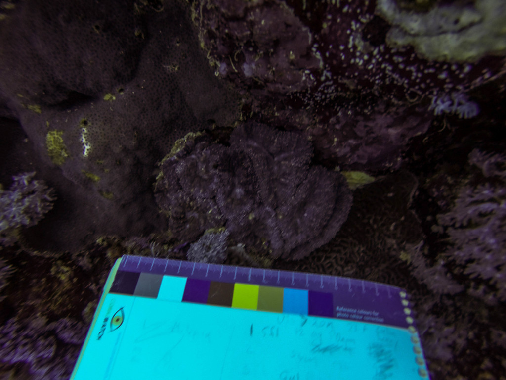 Lobed cactus coral