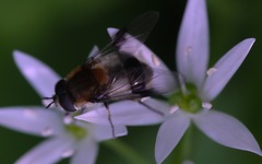 Leucozona lucorum