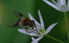 Leucozona lucorum