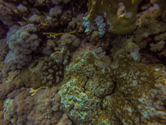 Montipora tuberculosa