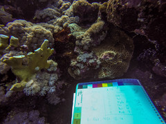Millepora platyphylla