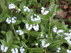 Myosotis scorpioides