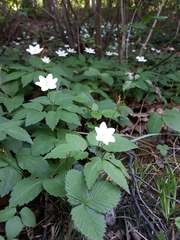 Anemonoides trifolia