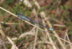 Coenagrion lunulatum