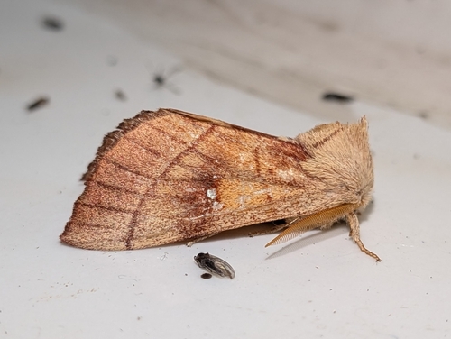 Oregon Prominent