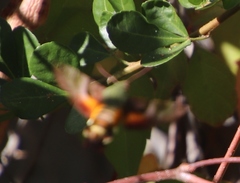 Macroglossum trochilus trochilus