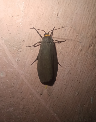 Red-necked Footman