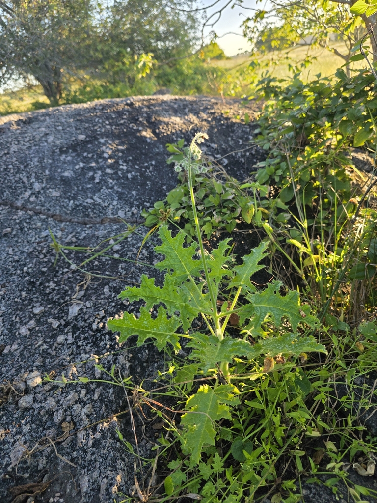 Aosa rupestris (Aosa rupestris)