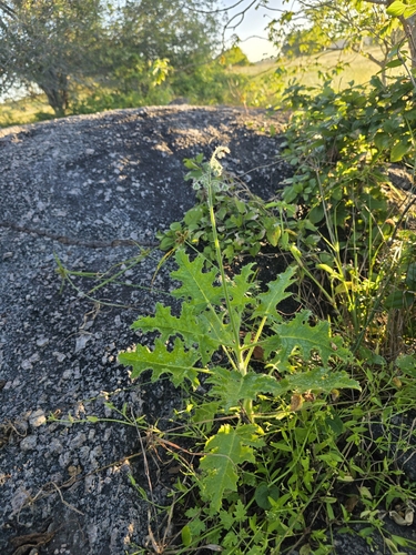 Aosa rupestris (Aosa rupestris)