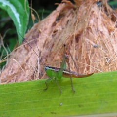 Conocephalus signatus