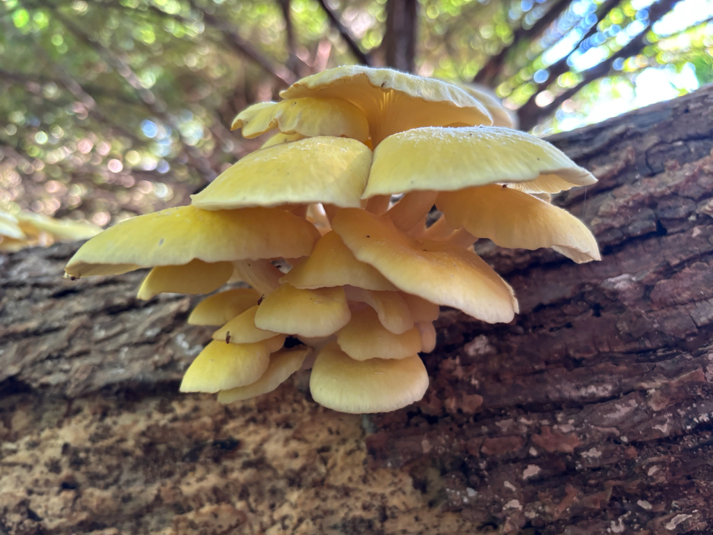 Golden Oyster Mushroom · July 2026 · photo: Photo: (c) cattail, some rights reserved (CC BY) · iNaturalist
