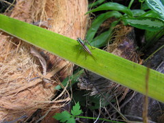 Conocephalus signatus