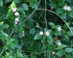 Lantana × strigocamara