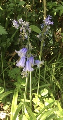 Hyacinthoides non-scripta