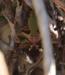 Macroglossum trochilus trochilus