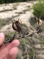 Hesperaloe parviflora