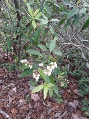 Pieris floribunda