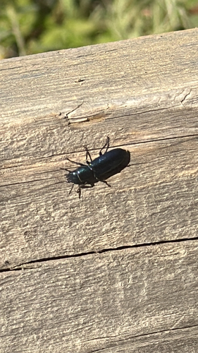 iNaturalist observation photo of Pine Trogossitid Beetle