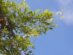 Leucaena trichodes
